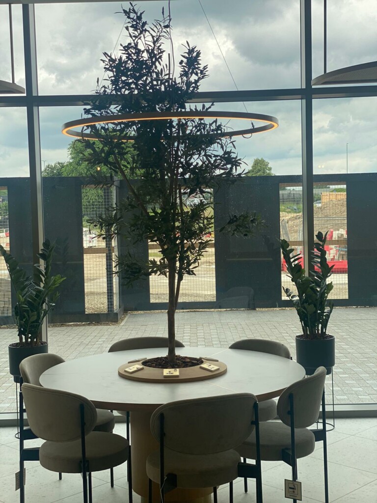 indooe plants displayed around the table