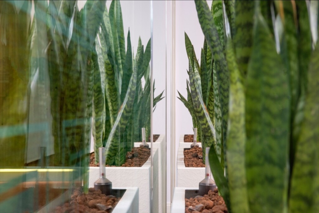 indoor plants lined up and reflecting on glass