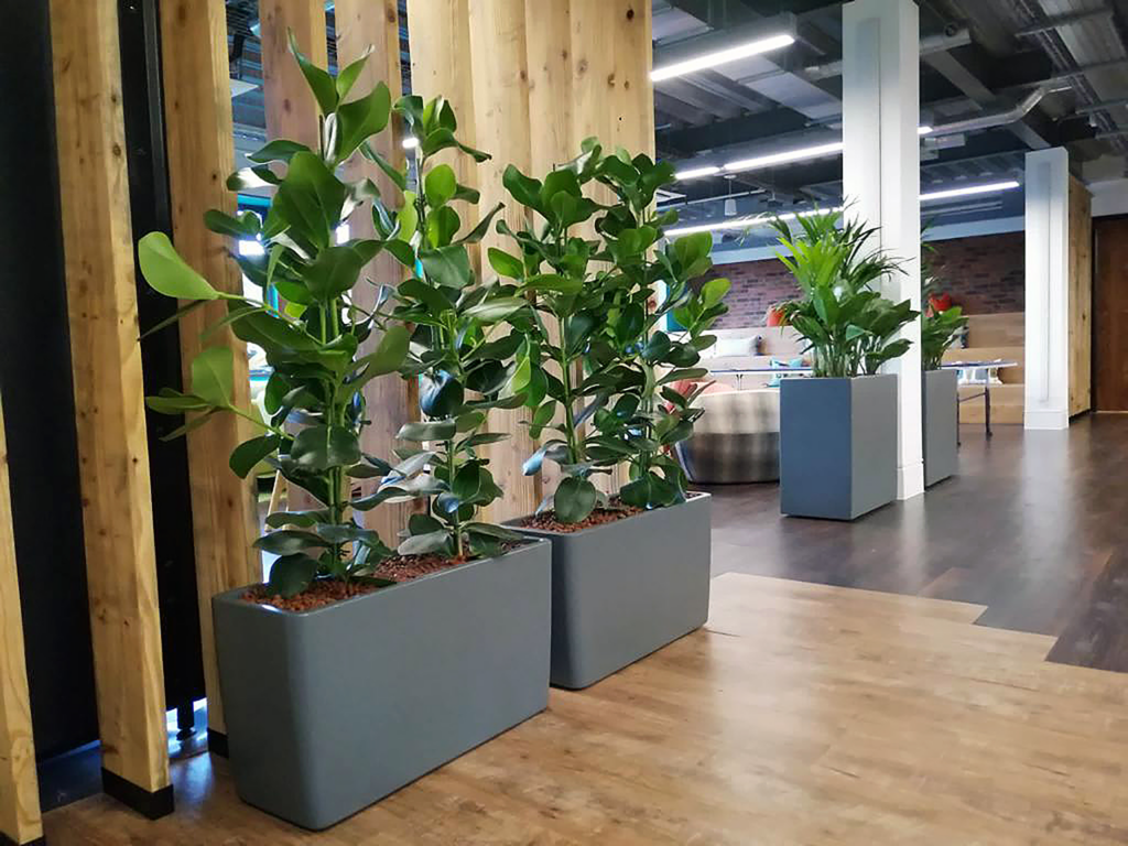 indoor plants lined in a room