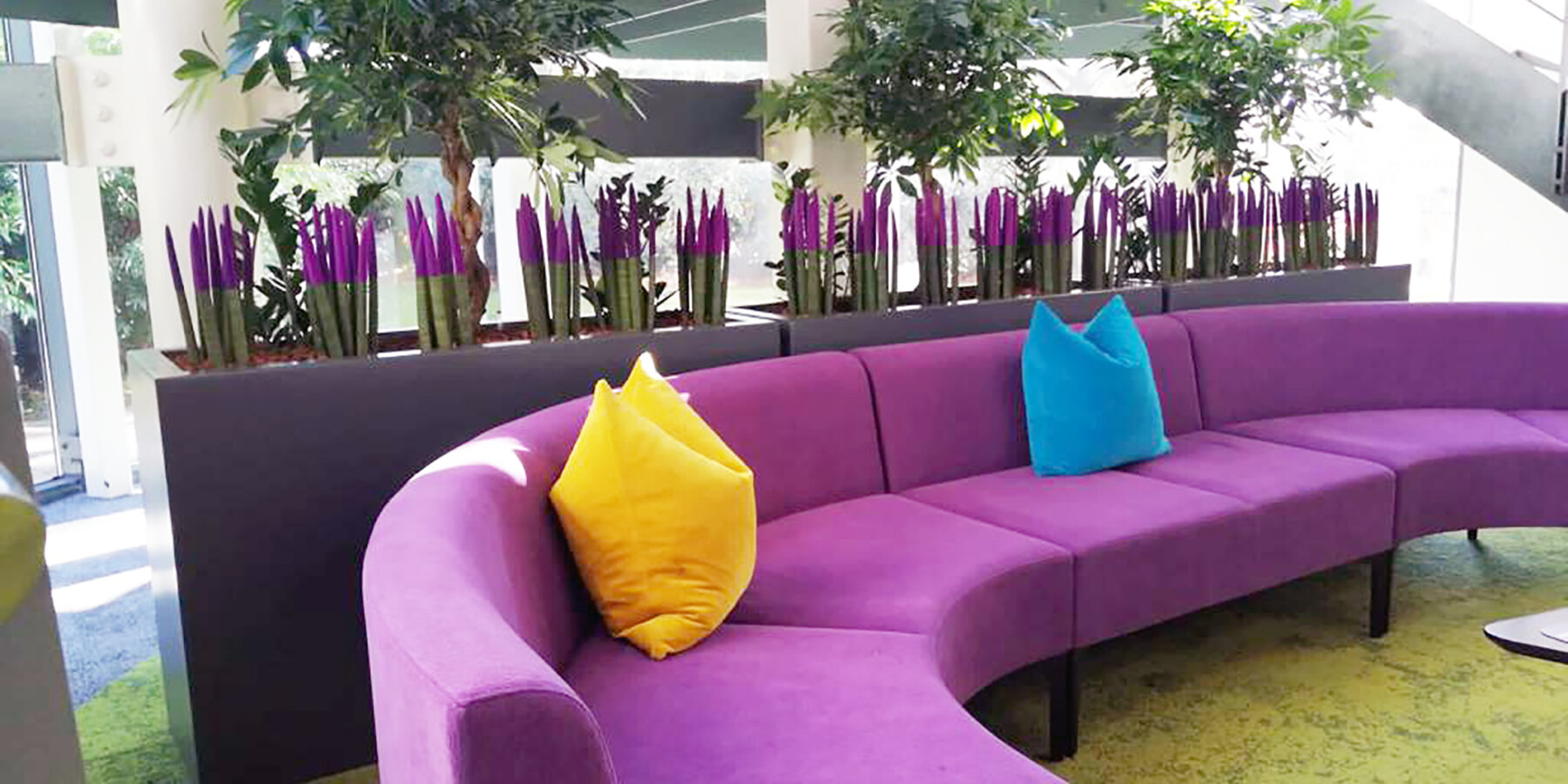 Purple couch with green and purple indoor plants in the background