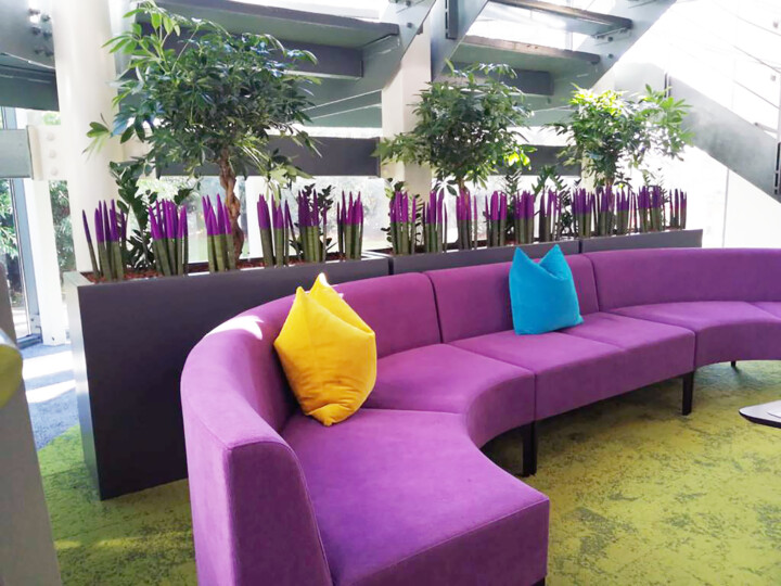 Purple couch with green and purple indoor plants in the background