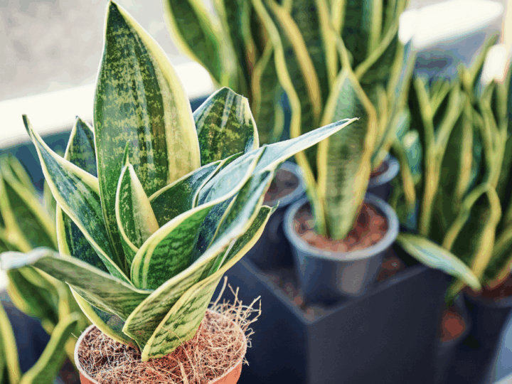 Snake Plants