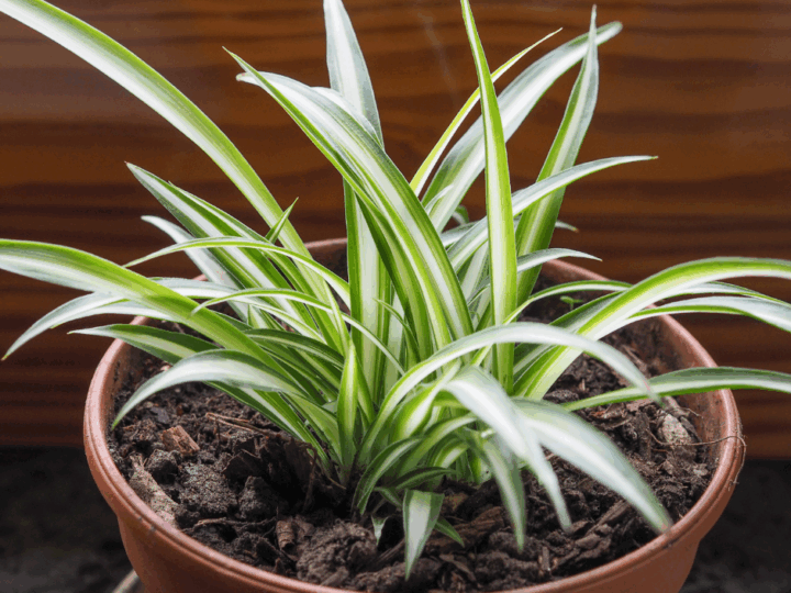 Spider Plants