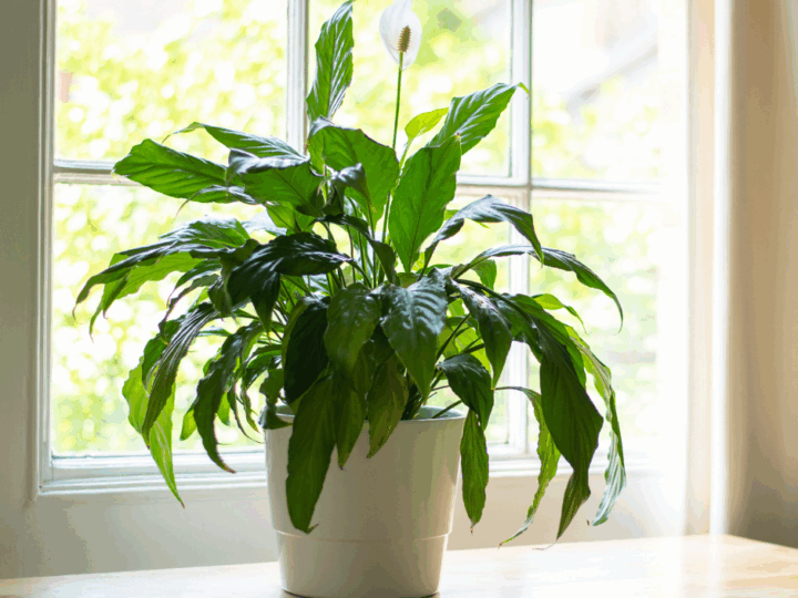Peace Lilies