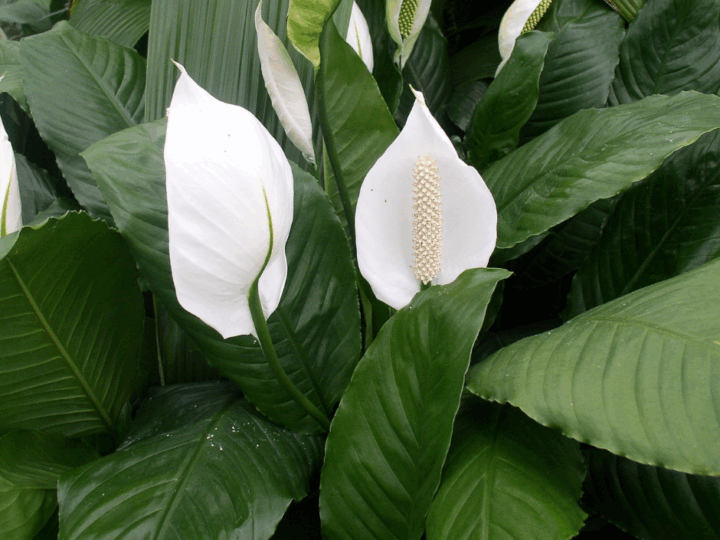 Peace Lilies