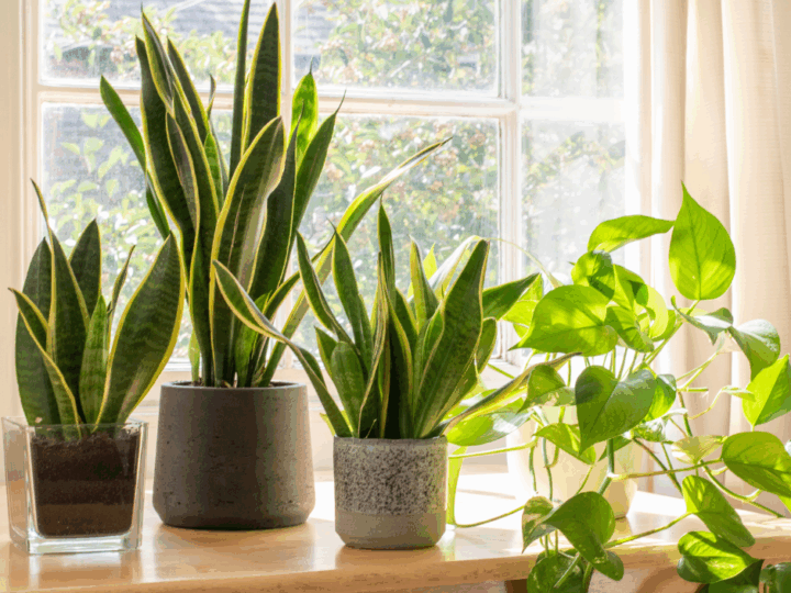 Snake Plants