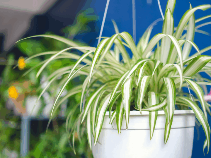 Spider Plants