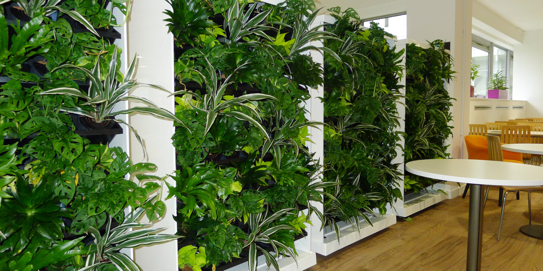 living green walls indoors