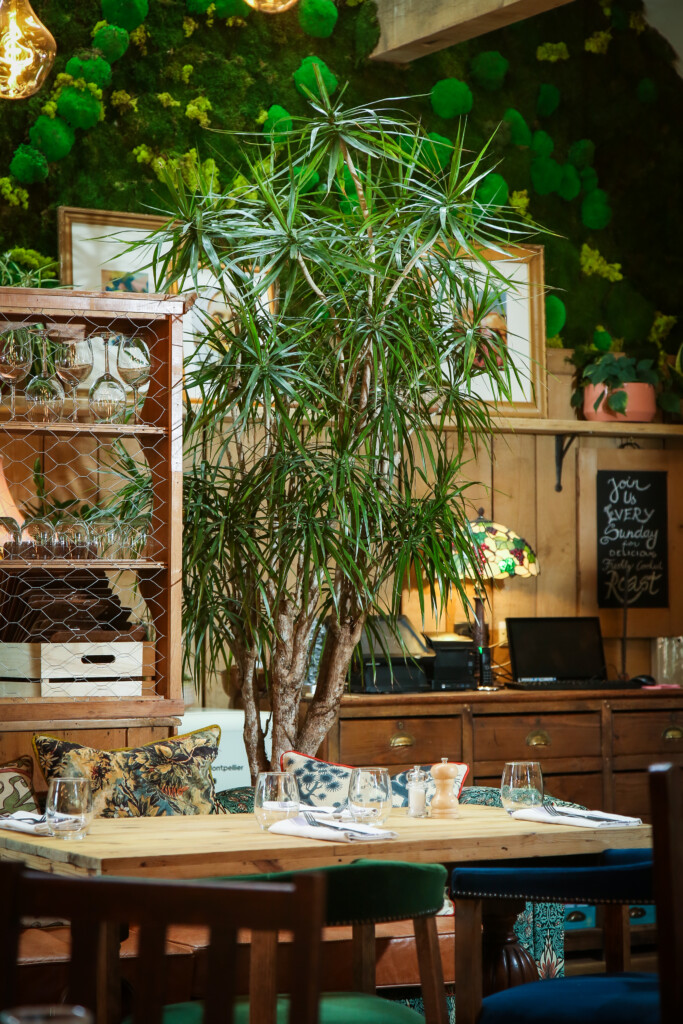 indoor plants and plant wall