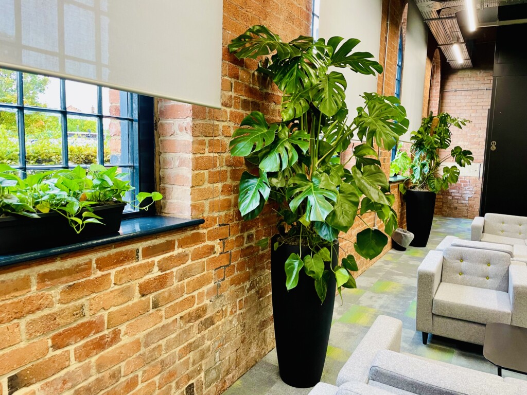 indoor plants by the wall