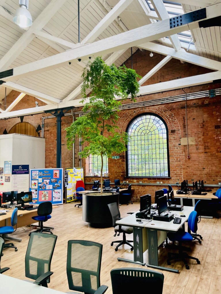 indoor plant in the middle of a room