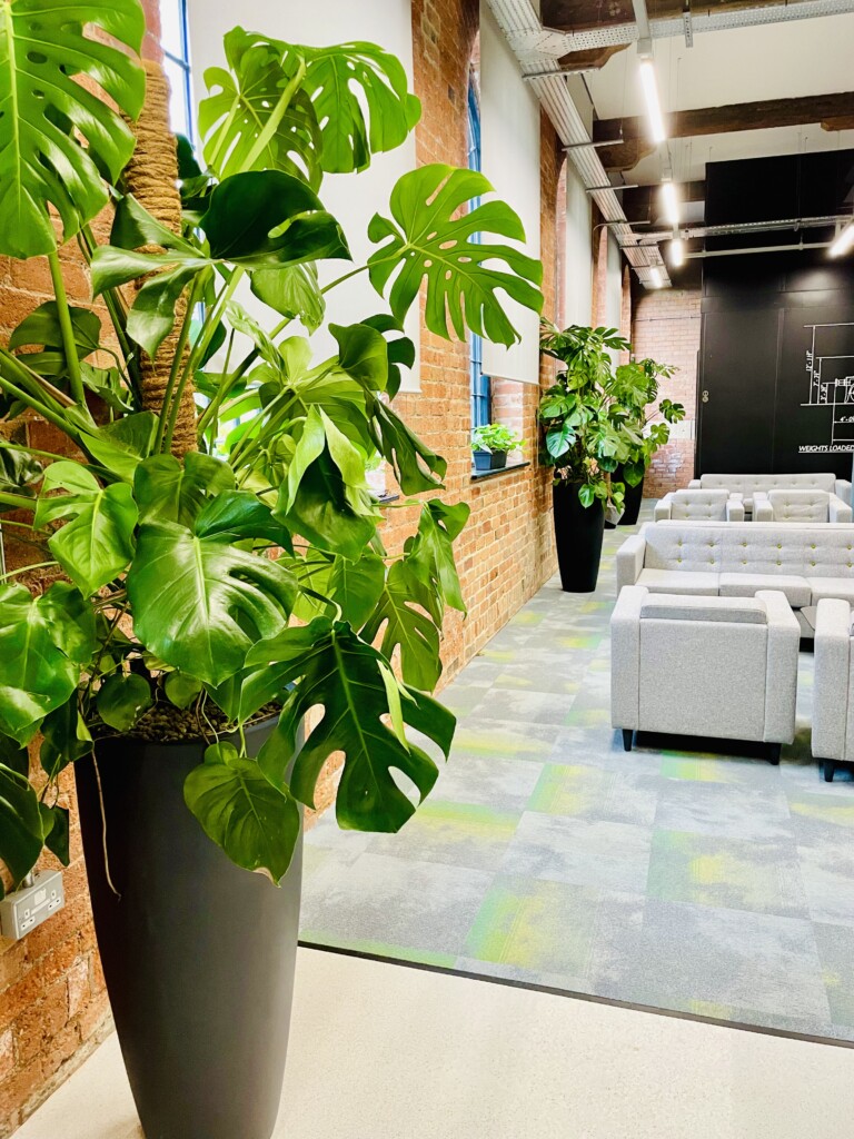 live indoor plants by the wall