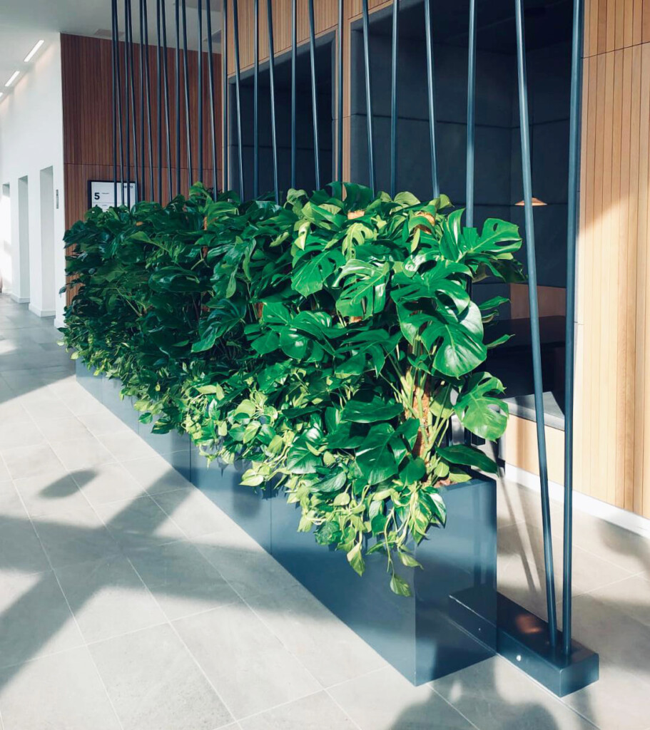 indoor plants in display