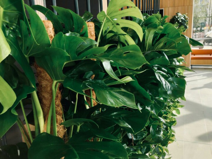 indoor live plants in display