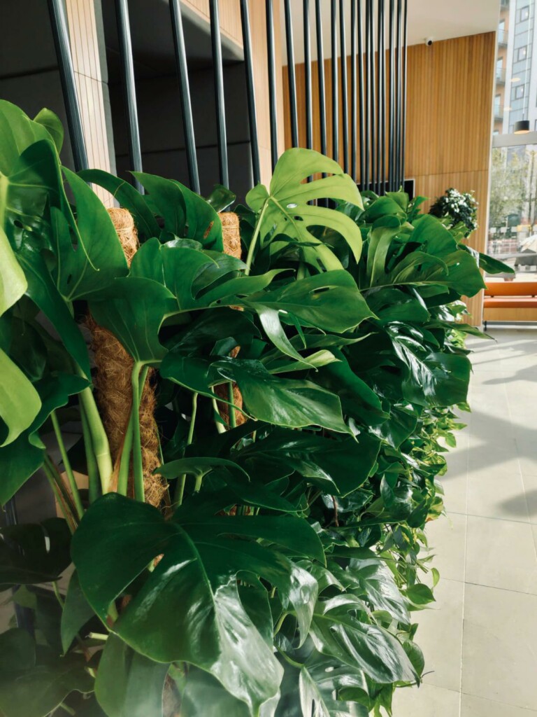 indoor green plants in display