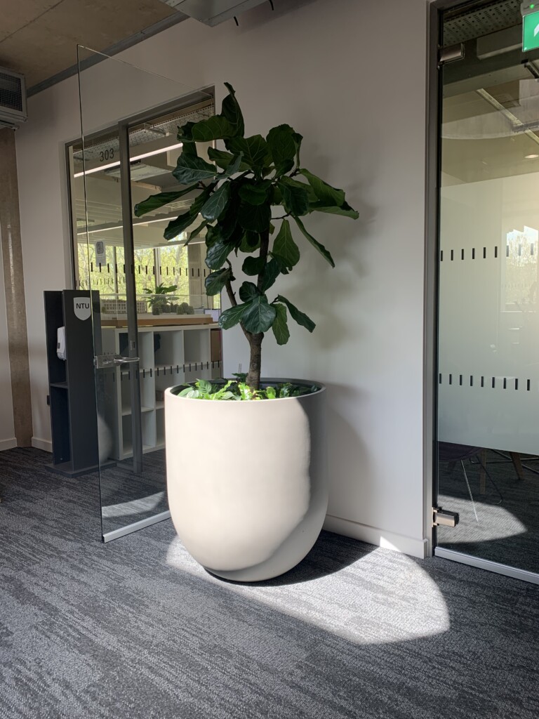 indoor plant in a large pot on display