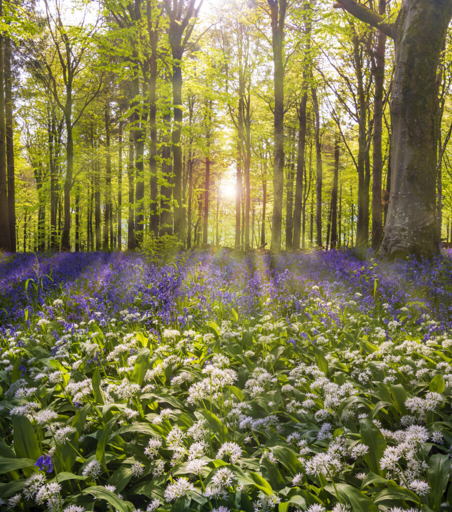 Bright sunlight streams through bluebell woods with deep blue purple flowers under a bright green beech canopy