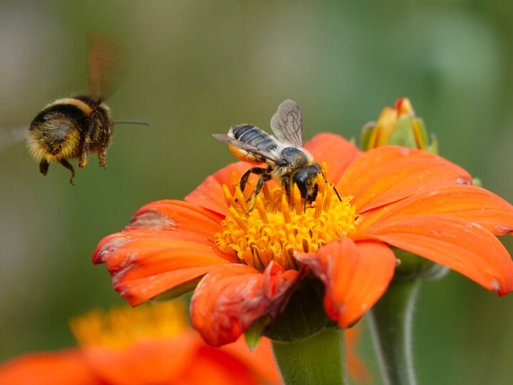 A leafcutter bee on a colourful sunflower in a summer garden with a bumblebee in flight in the foreground.