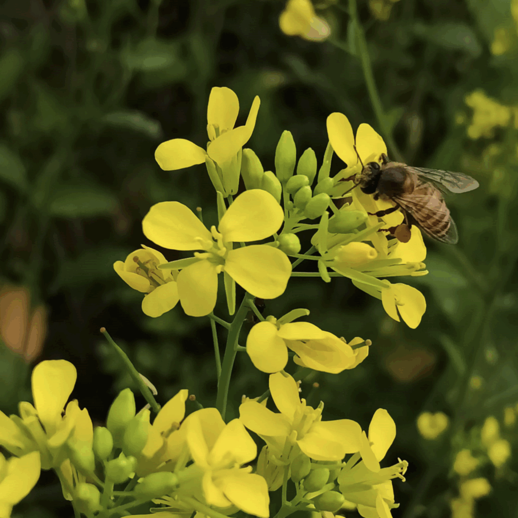 Bees pollinating a flower