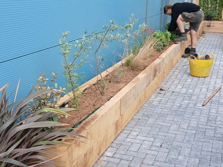 Planting Plants In Hard Scapes