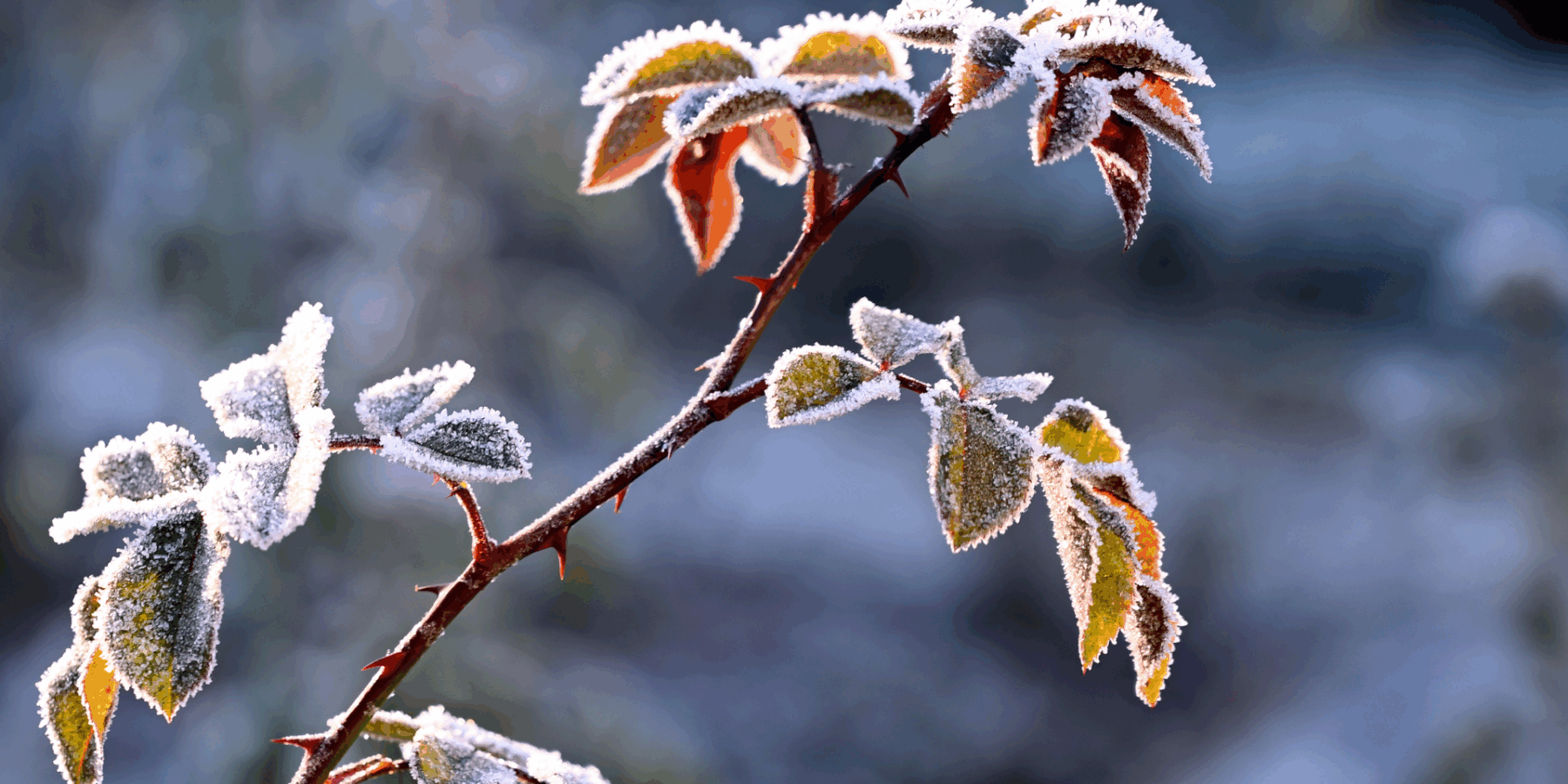Frost on plant in the winter
