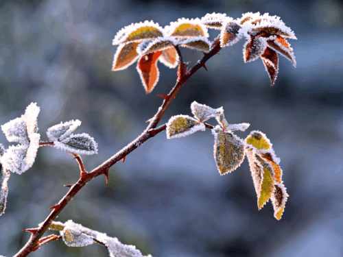 Frost on plant in the winter