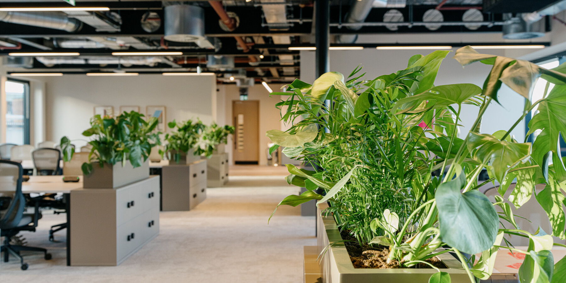 Plants in the office that help clean the air