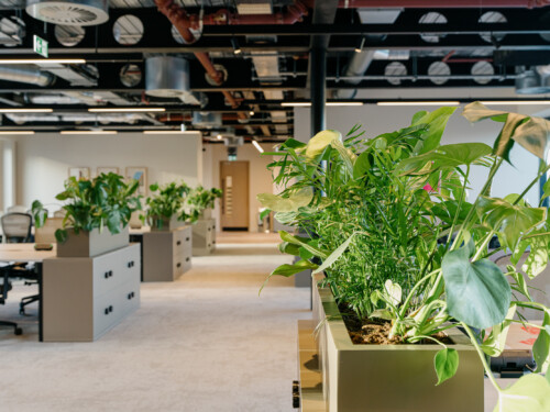 Plants in the office that help clean the air