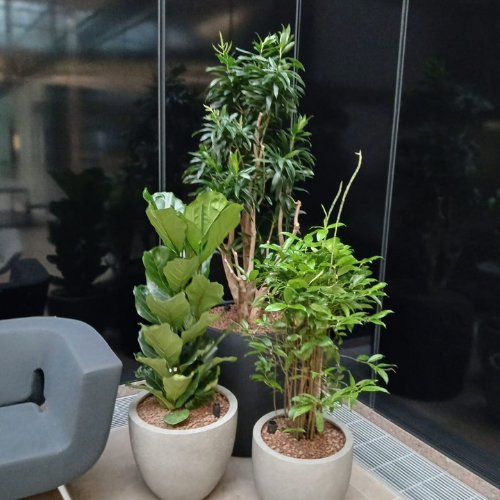 Pot plants next to a grey couch in an office
