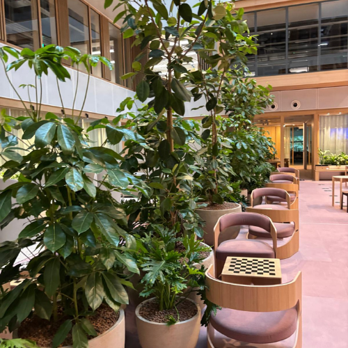 Pot plants in a building