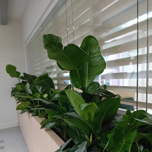 windowsill plant in an office