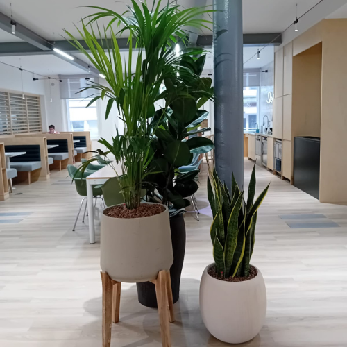 Office plant pots in a call centre