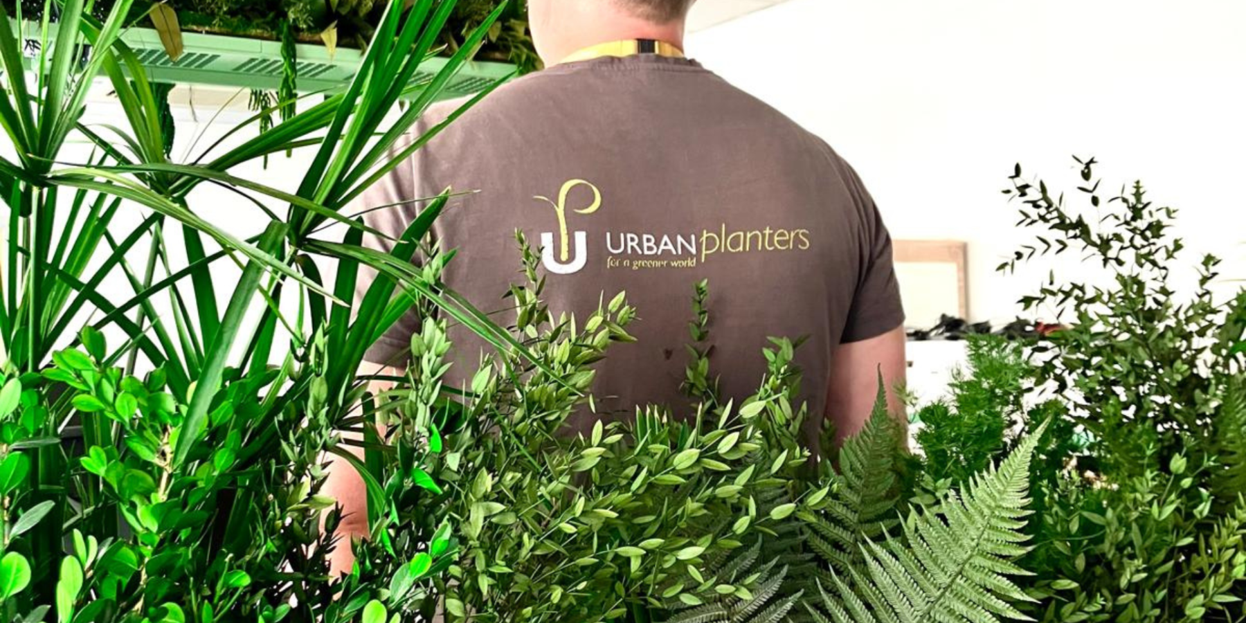 Green office plants with Urban Planters Technician standing behind them with the Urban logo on his back