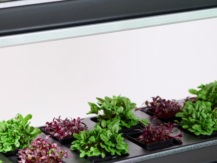 Veggies on Urban Farming Unit