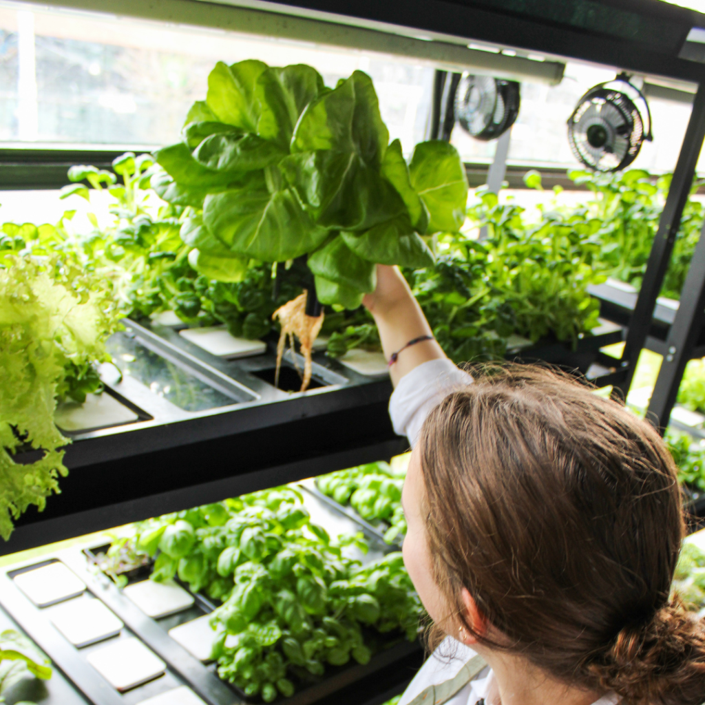 Employee picking fresh veggies from Urban Farming unit