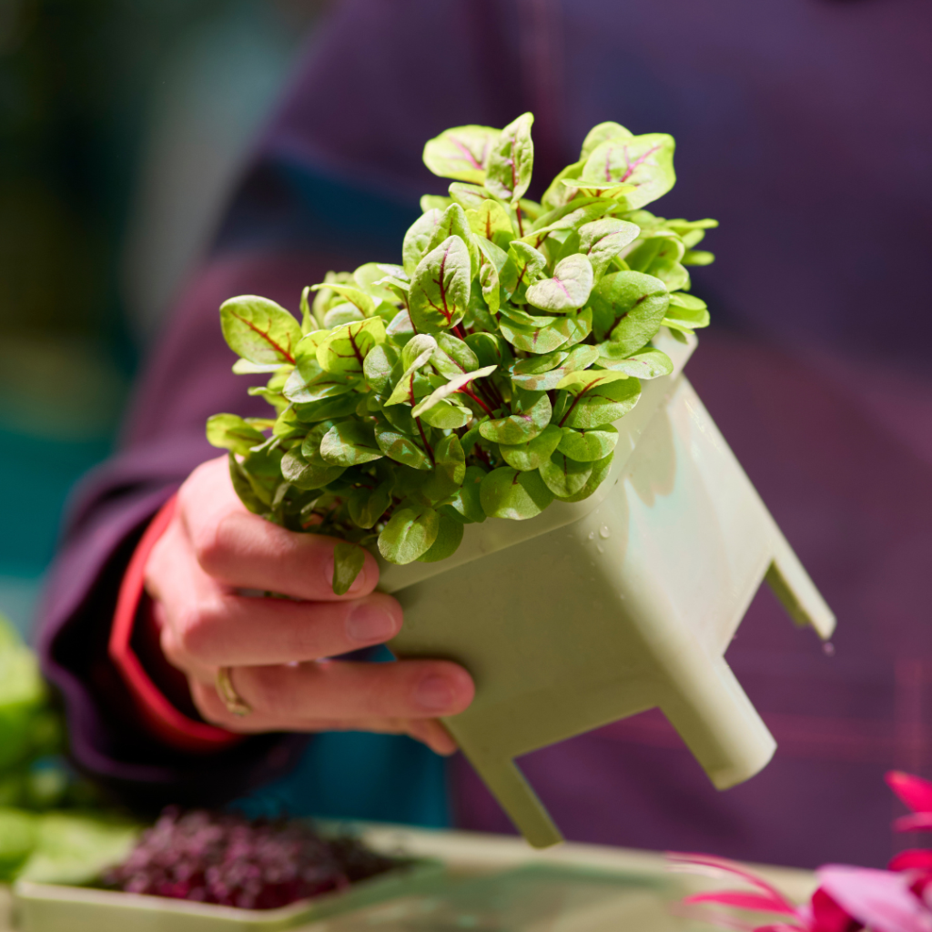 Vegger Urban Farming vegetables being picked from the unit
