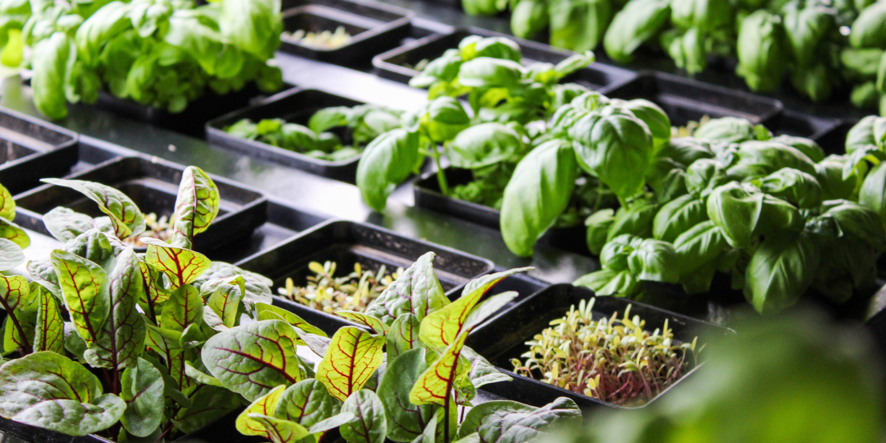 Vegger pods sitting with plants in them