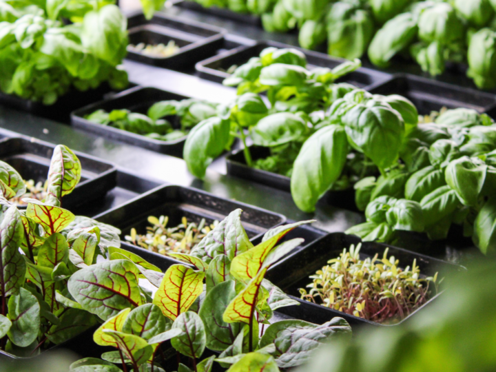 Vegger pods sitting with plants in them