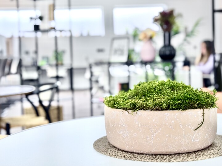 Moss in a pot on a table
