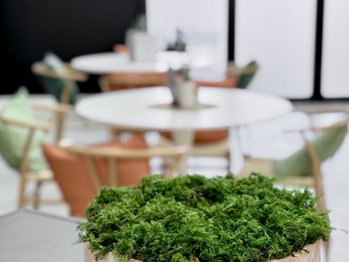 Moss in a pot on a table